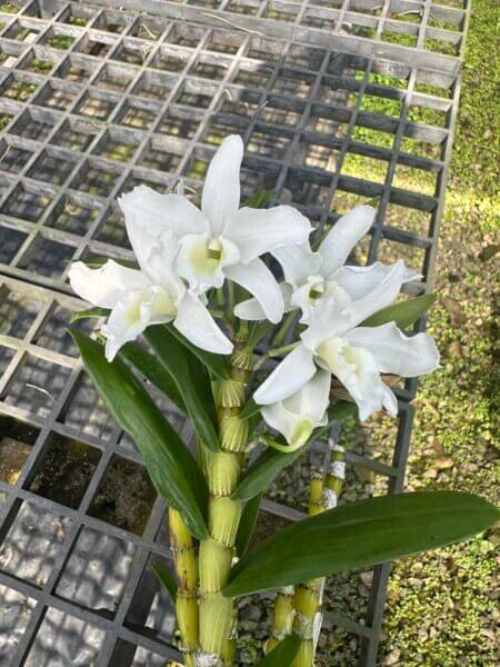Dendrobium Hybrids Nobile orchid plant for sale