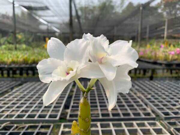 Dendrobium Hybrid nobile for sale
