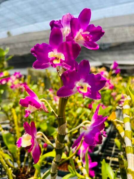 Dendrobium Hybrid nobile for sale