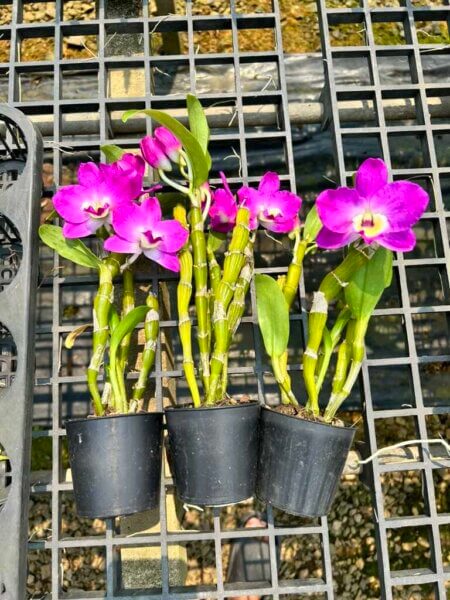 Dendrobium Hybrid nobile for sale