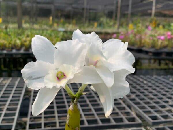 Dendrobium Hybrid nobile for sale