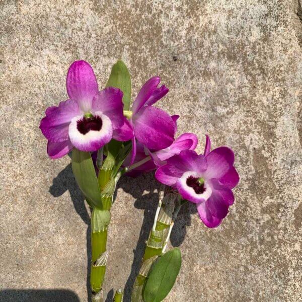 Dendrobium Hybrid nobile for sale