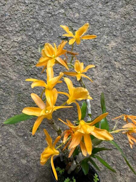 Dendrobium Hybrids Nobile orchid plant for sale