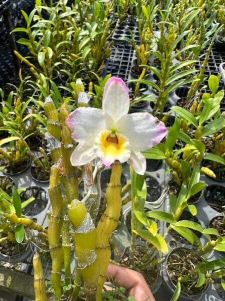 Dendrobium Hybrids Nobile orchid plant for sale