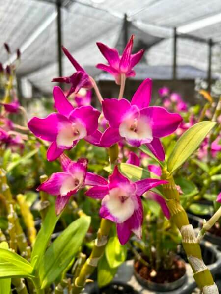 Dendrobium Hybrid nobile for sale