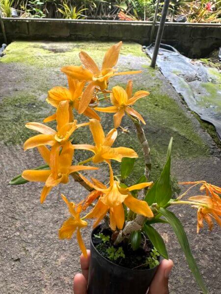 Dendrobium Hybrids Nobile orchid plant for sale
