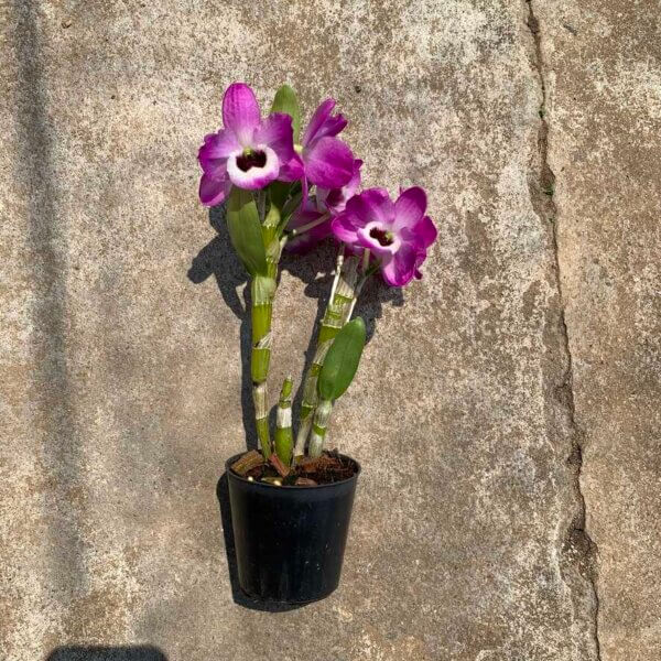 Dendrobium Hybrid nobile for sale