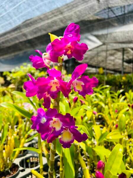 Dendrobium Hybrid nobile for sale