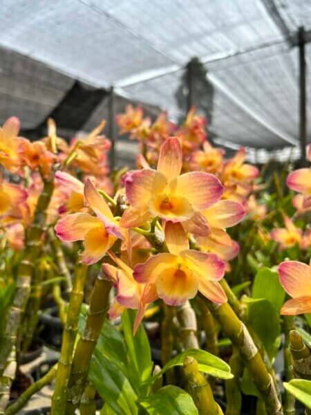 Dendrobium Hybrid nobile for sale