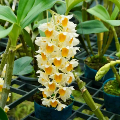 Dendrobium densiflorum (Near Blooming Size)