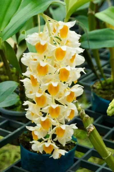 Dendrobium densiflorum