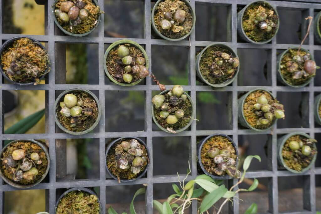 The Care of Deciduous Orchids During Winter: A Sample Guide orchid plant for sale
