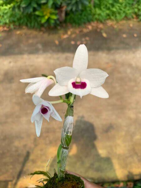 Dendrobium Hybrid nobile for sale