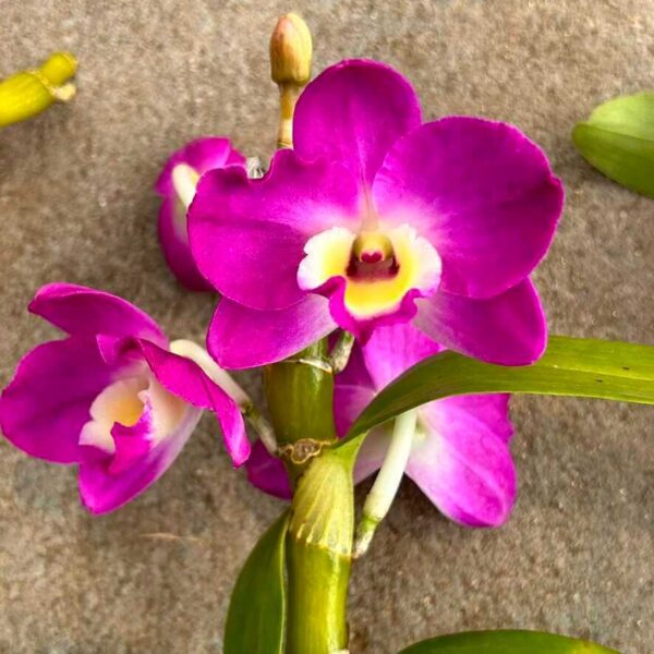 Dendrobium Hybrid nobile for sale