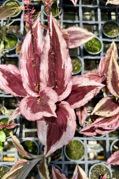 Crepidium calophyllum