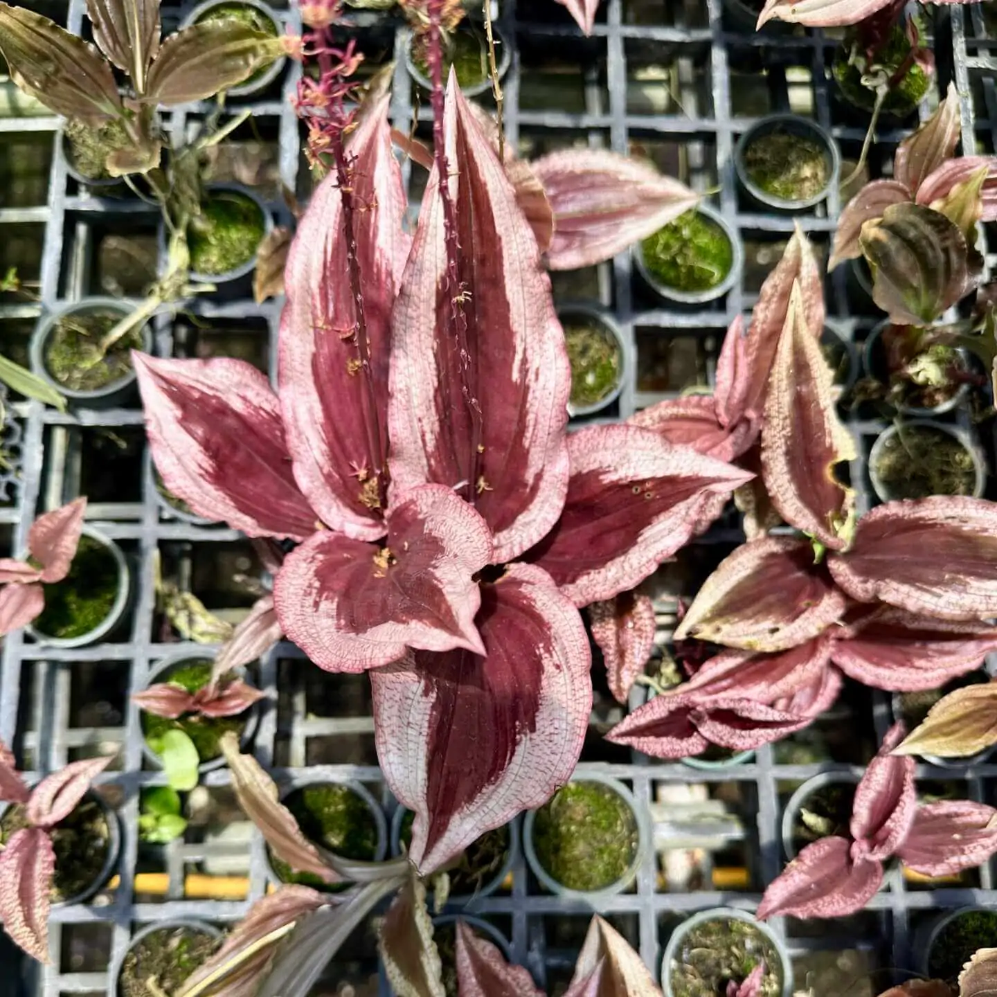 Crepidium calophyllum – Buy Online | Sib Orchid Crepidium calophyllum