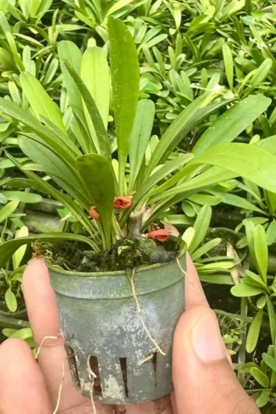 Pleurothallis tribuloides