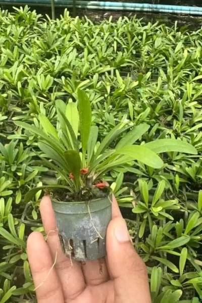 Pleurothallis tribuloides