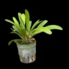 Pleurothallis tribuloides – Buy Online | Sib Orchid Pleurothallis tribuloides