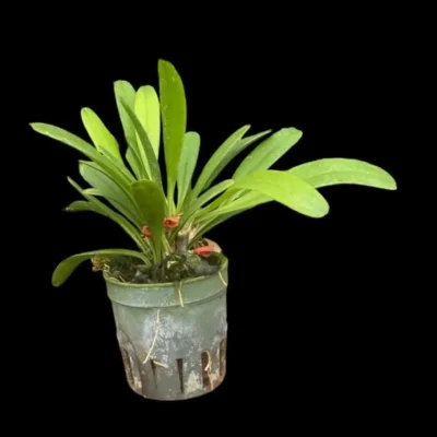 Pleurothallis tribuloides