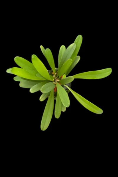 Pleurothallis tribuloides