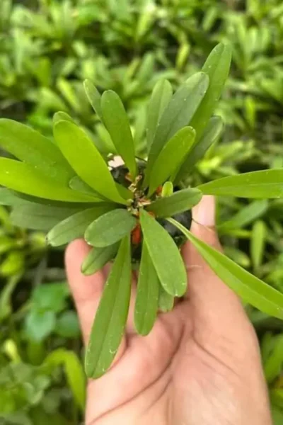 Pleurothallis tribuloides