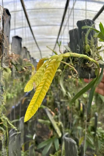 bulbophyllum occultum
