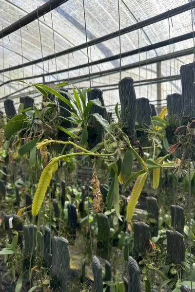 bulbophyllum occultum