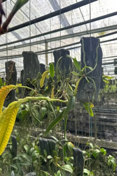 bulbophyllum occultum