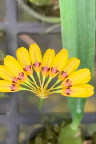 bulbophyllum retusiusculum