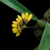 Bulbophyllum retusiusculum – Buy Online | Sib Orchid Bulbophyllum retusiusculum