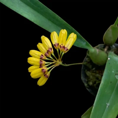 Bulbophyllum retusiusculum