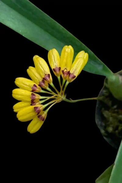 Bulbophyllum retusiusculum