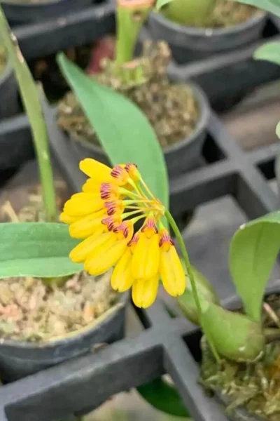 bulbophyllum retusiusculum