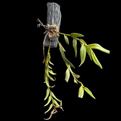 Trichotosia pulvinata