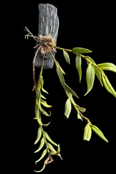 Trichotosia pulvinata