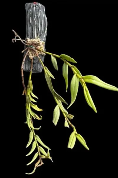 Trichotosia pulvinata