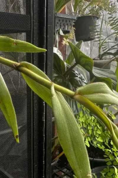 Trichotosia pulvinata