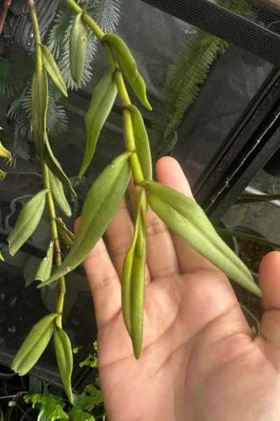 Trichotosia pulvinata