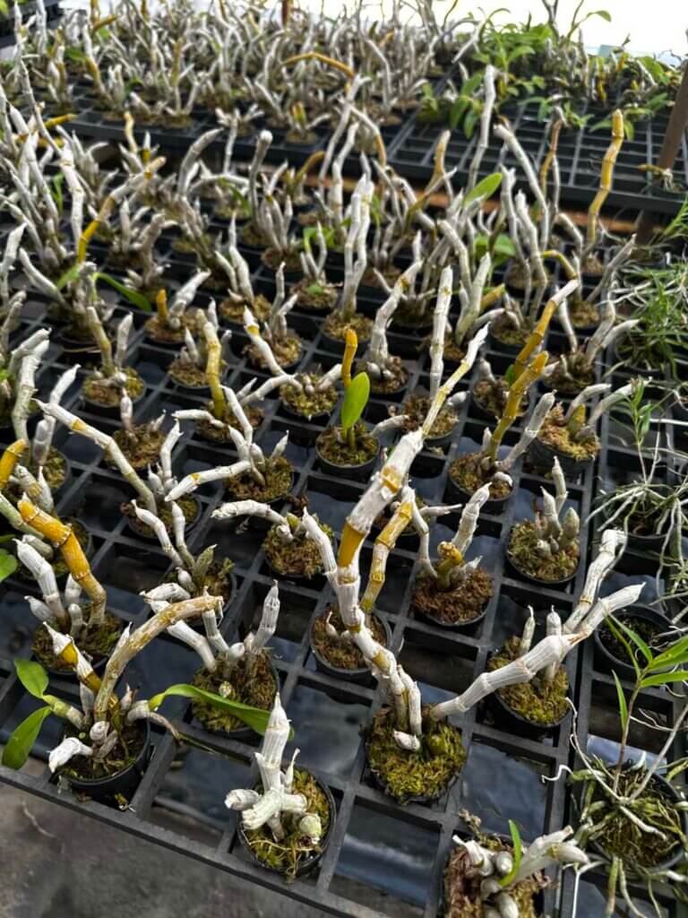 The Care of Deciduous Orchids During Winter: A Sample Guide orchid plant for sale