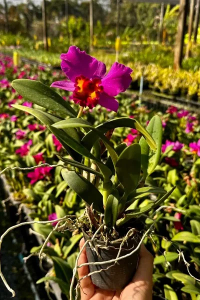 Cattleya Hybrids Red