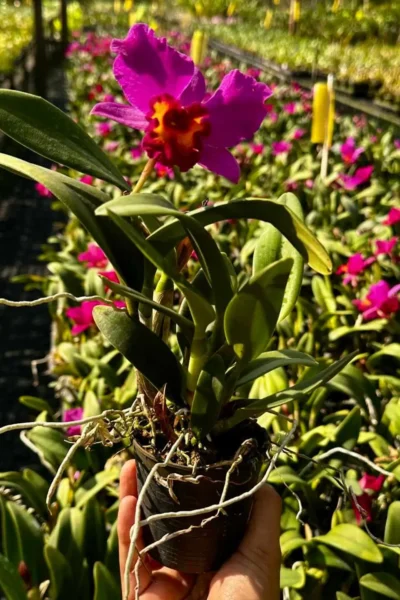 Cattleya Hybrids Red