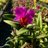 Cattleya Hybrids Red – Buy Online | Sib Orchid Cattleya Hybrids Red