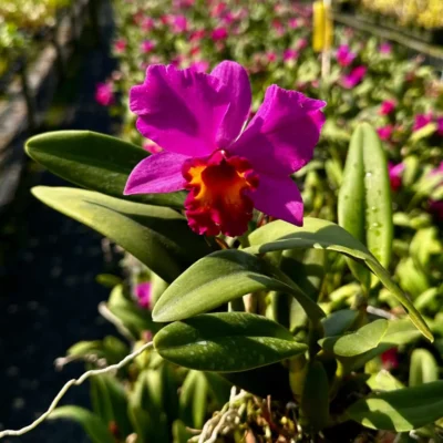 Cattleya Hybrids Red