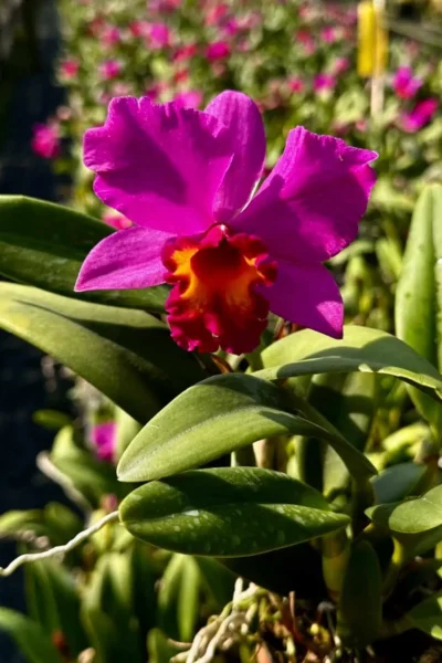 Cattleya Hybrids Red