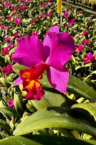 Cattleya Hybrids Red