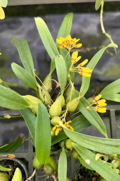 bulbophyllum retusiusculum