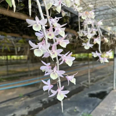 The Care of Deciduous Orchids During Winter: A Sample Guide