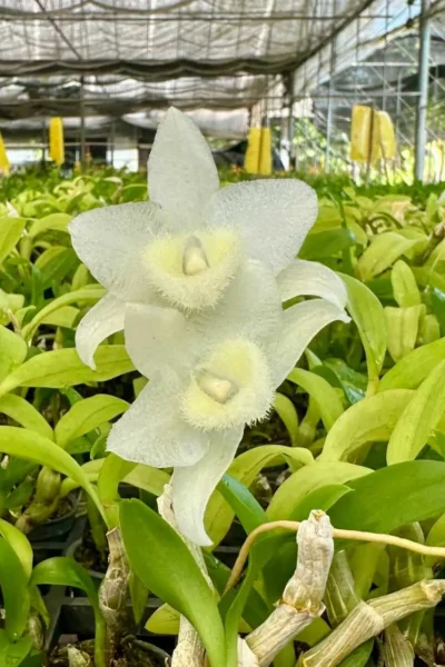 Dendrobium parishii alba