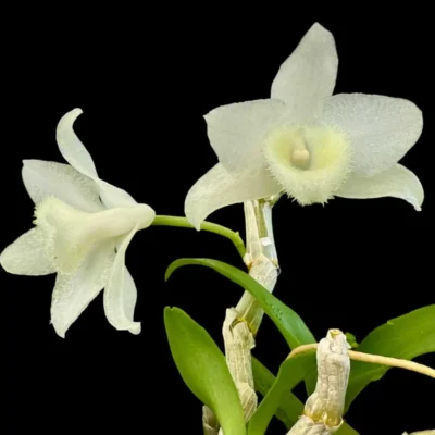 Dendrobium parishii alba
